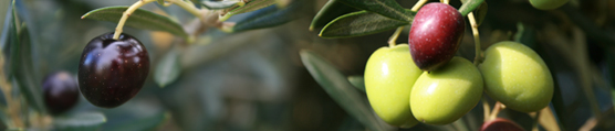 huile d’olive bienfaits pour la beaute sante 
