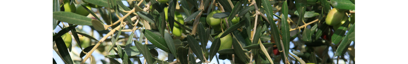 Huile d'olive cuvée Or Vert