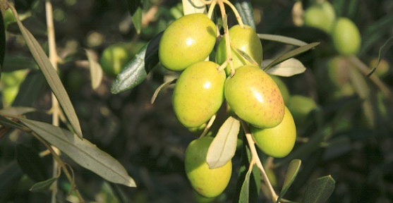 Olives Aglandeau