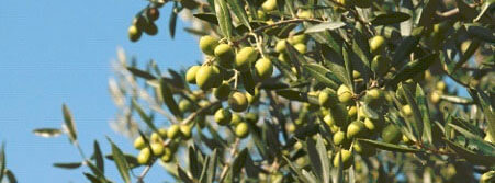 Les olives Picholines