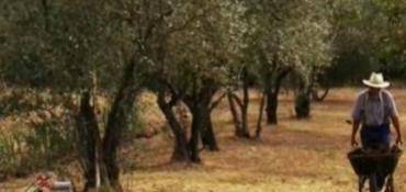 LES MÉTIERS DU PRODUCTEUR HUILE D’OLIVE AU MOULINIER